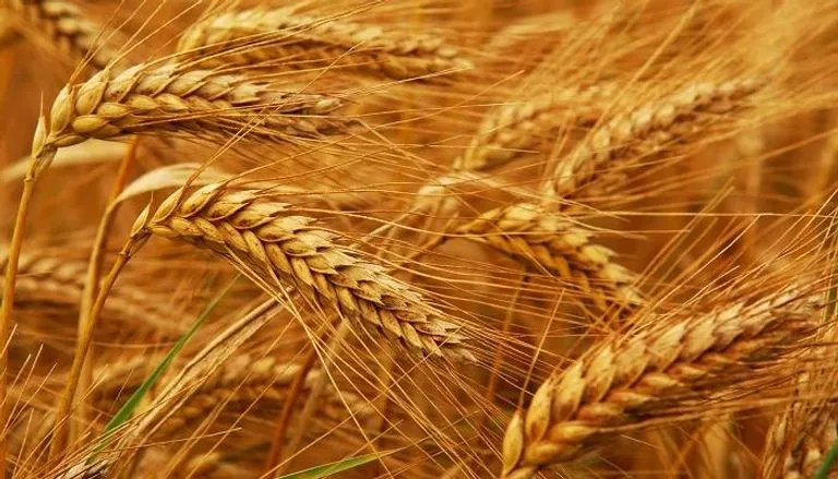 مصر ترفع سعر توريد القمح المحلي ..لدعم المخزون الاستراتيجي
